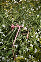 Tied mistletoe bundle. Holly and mistletoe auction, Tenbury Wells, Worcestershire