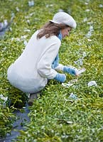 Woman harvesting mistletoe