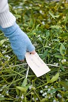 Woman labeling mistletoe