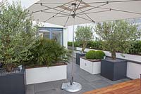 Containers with Olea, Buxus and palm trees on a roof terrace garden in Rotterdam, Holland