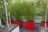 Phyllostachys aurea in red containers on a roof terrace garden in Rotterdam, Holland.