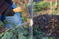 Man using a hatchet to remove branches from a Christmas tree