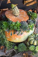 Pumpkins planted with a variety of Succulents