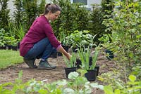 Woman placing out plants in desired locations for a new border