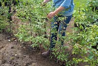 Woman replacing an incorrect variety of Fagus sylvatica that had grown - firming in