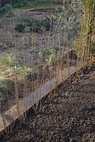 Ligustrum ovalifolium - A row of freshly planted bare root 