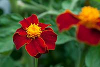 Tagetes 'Burning Embers' growing with tomatoes as pest control
