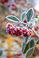 Cotoneaster lacteus with berries in winter.