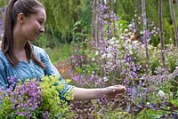 Young girl picking Thalictrum to add to her bundle of cut flowers with Euphorbia and Alchemilla mollis