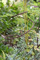 Thalictrum plant support, crafted by Roger Cole-Jones