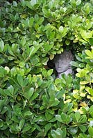 Pittosporum hedge with a hidden bust