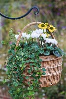 Step-by-Step planting autumn baskets: Six weeks later, autumn basket planted with white Cyclamen persicum 'Miracle Mixed', golden coneflowers - Echinacea 'Sunseekers Mellow', trailing periwinkle and oregano.