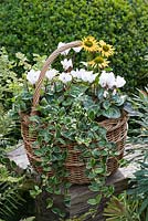 Step-by-Step planting autumn baskets. Step 10: Six weeks later, autumn basket planted with white Cyclamen persicum 'Miracle Mixed', golden coneflowers - Echinacea 'Sunseekers Mellow', trailing periwinkle and oregano.