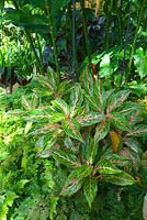Aglaonema, cultivar from Thailand with pink, green and white variegated foliage.