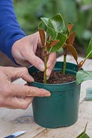 Plant the Magnolia cuttings in a pot ensuring they are equally spaced apart