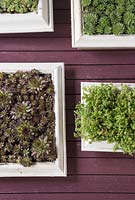 Succulent picture frames with Sedum sexangulare, Sempervivum 'Bronco', Saxifraga paniculata and Echeveria on wooden surface