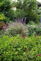 Mixed planting shows dark pink flowers of Scutellaria suffrutescens in the foreground, with the variegated foliage and mauve flowers of Plectranthus Forsteri Marginatus behind it