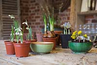 Plants required for planting up small Winter arrangements. Featuring Iris 'Katharine Hodgkin', Galanthus elwesii, Hyacinth 'Woodstock', Narcissus 'Erlicheer' and Eranthis hyemalis
