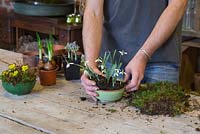 Planting Galanthus elwesii in ceramic bowl