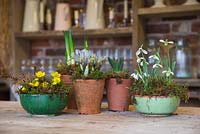 A selection of small ceramic bowls and terracotta pots planted with Iris 'Katharine Hodgkin', Galanthus elwesii, Hyacinth 'Woodstock', Narcissus 'Erlicheer' and Eranthis hyemalis