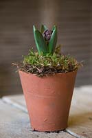 Hyacinth 'Woodstock' in terracotta pot