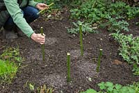 Using bamboo canes as markers to identify location of bulbs