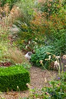 A gravel path with box hedge, Rudbeckia  'Prairie Glow' and a cat