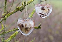 Frozen hearts made with Larch cones and Fern foliage, hanging on a branch covered in Lichen