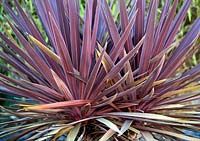 Phormium tenax atropurpureum, New Zealand Flax