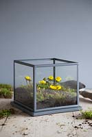 Eranthis hyemalis planted in cube container with compost and Moss