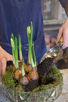 Planting the Narcissus 'Erlicheer' into the glass bowl and filling spaces with compost