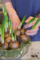 Planting the last few Narcissus 'Erlicheer' bulbs into the glass bowl