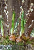 A decorative glass bowl with Narcissus 'Erlicheer', Moss, Birch twigs and Salix caprea