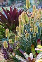 Aloe 'Southern Cross', with multiple yellow flowers with an orange blush in a garden bed with bromeliads and an Alcantarea