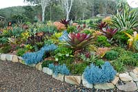 View of a raised garden bed showing a collection of colourful bromeliads, succulents, cactus, and euphorbias. Senecio mandraliscae with a maroon alcantarea in the middle