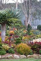 Garden with a mixed planting of bromeliads and succulents, featuring a Dracaena draco Dragon's Blood Tree.