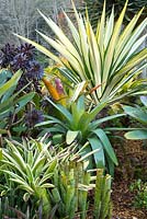 A layered planting of bromeliads and succulents featuring a large variegated Furcraea foetida, Mauritius Hemp.