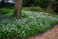 Allium ursinum and Bluebells  Hyacinthoides non-scripta carpeting woodland floor in Spring.
Bonython estate, Cornwall