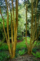 Luma apiculata, Trewidden Garden, Cornwall