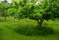 A mown path through orchard and wildflower meadow, Bluebell cottage Garden and Nursery, Cheshire