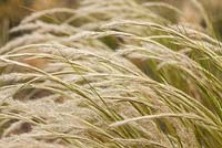 Stipa ichu syn. Jarava ichu - Peruvian Feather Grass