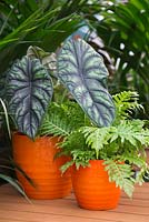 Alocasia and Blechnum gibbum 'Silver Lady' in orange pots