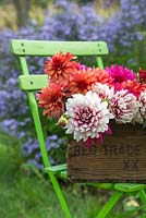 A wooden crate containing cut Dahlias on a green chair