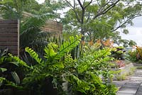 View of a rooftop garden showing timber panelled privacy screens. Epiphyllum chrysocardium 'Golden Heart' fern and aspidistra grows in a raised bed.