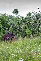 View across the meadow to the woody remains of Cotoneaster hedge retained as sculptural form. Veddw House Garden, Monmouthshire, South Wales. Garden designed and created by Charles Hawes and Anne Wareham.