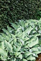 Bed of Hosta 'Krossa Regal' against hedge of Cotoneaster. Veddw House Garden, Monmouthshire, South Wales. Garden designed and created by Charles Hawes and Anne Wareham.