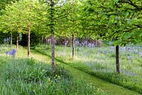The Meadow. Avenue of Corylus colurna with Hyacinthoides non scripta - Bluebell and Camassia subsp leichtlinii Caerulea Group. Veddw House Garden, Monmouthshire, Wales. Garden designed and created by Anne Wareham and Charles Hwes