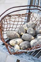 Unwashed potatoes in old metal basket. Gabriel Ash Greenhouses. Hampton Court Flower Show, July 2016. 