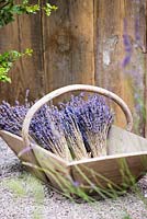 Wooden basket with cut and dried Lavender flowers. The Lavender Garden, Designers: Paula Napper, Sara Warren, Donna King. Sponsor: Shropshire Lavender 