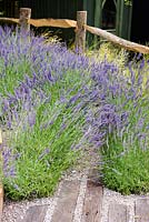 The path made with gravel and natural wooden bars surrounded by Lavender - Lavandula x intermedia 'Grosso'. The Lavender Garden, Designers: Paula Napper, Sara Warren, Donna King. Sponsor: Shropshire Lavender 